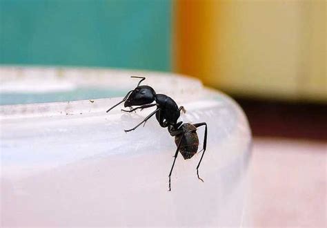 龍龜刺青 為什麼家裡很多螞蟻